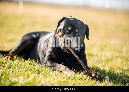 Adorable gewidmet Reinrassige Rottweiler, Verlegung auf Gras Stockfoto