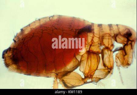 Xenopsylla cheopis, Orientalische Ratte Flea, mit einem proventricular Masse Pest. Während der Fütterung, den Flohmarkt zieht tragfähige Y.-pestis-Organismen in der Speiseröhre, die sich vermehren und die proventriculus Block nur vor dem Bauch, später zwingt den Flohmarkt infiziertes Blut zu Erbrechen mit dem Host, wenn es versucht zu schlucken. Mit freundlicher CDC. 1981. Stockfoto