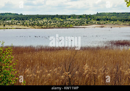 Bergbau folge Landschaft, Lausitzer Meer Land, NSG Wanninchen, Unternehmensnachfolge, Bergbaufolgelandschaft Schlabendorfer See, Lausitzer Seenland, Sukzession, Stockfoto