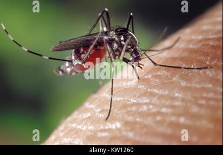 Ein Blut - verstopften weiblichen Aedes albopictus Moskito Fütterung auf einen menschlichen Wirt. Unter experimentellen Bedingungen die Aedes albopictus Moskito, auch bekannt als die Asiatische Tigermücke, ist gefunden worden, ein Vektor von West Nil Virus zu sein. Aedes ist eine Gattung aus der Familie der Culicine Moskitos. Mit freundlicher CDC/ James Gathany, 2001. Stockfoto