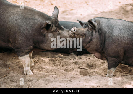 Zwei Haushalt Schweine genießt Küssen Einander in Hof. Große schwarze Schwein ruht im Sand. Die Schweinehaltung ist Anheben und Zucht von Hausschweinen. Stockfoto