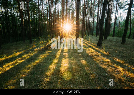 Sun durch den Wald Bäume Wald scheint. Sonnenuntergang Sonnenaufgang im Sommer Wald Landschaft. Stockfoto