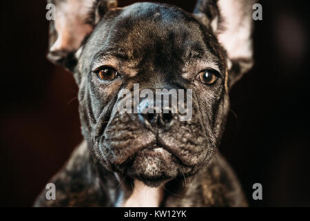 Schließen Sie das Auge des jungen Schwarzen Französische Bulldogge hunde Welpen. Lustig Hund Baby Suchen an Kamera Stockfoto