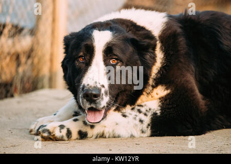 Close Up Portrait Zentralasiatischer Schäferhund Wandern in Dorf Hof. Alabai - eine uralte Rasse aus den Regionen Zentralasiens. Als Hirten verwendet Stockfoto