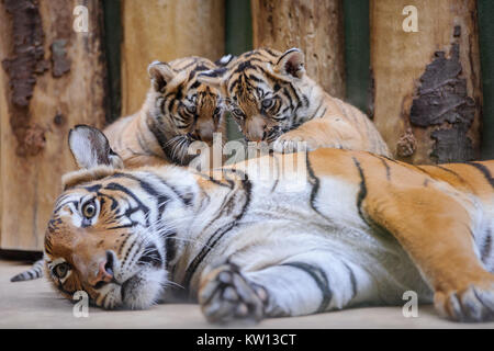 Zwei süße tiger Cubs liegenden Mutter Stockfoto