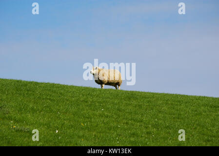 Schafe auf der Oberseite einer ufermauer Stockfoto