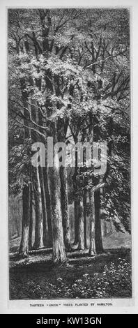 Eine Gravur, zeigt eine Gruppe von dreizehn Bäume, die von Alexander Hamilton, gepflanzt wurden die 13 Bäume die dreizehn Kolonien vertreten, Hamilton war einer der Gründerväter der Vereinigten Staaten von Amerika, als Chief personal Berater von George Washington während des Amerikanischen Unabhängigkeitskrieges und war der erste Außenminister der Vereinigten Staaten das Schatzamt, Manhattan, New York, 1880. Von der New York Public Library. Stockfoto