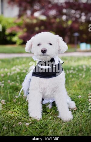 Foto von einem Bichon Frise Hund aufrecht sitzend und einen Tuxedo auf einem Rasen, 2011. Bild mit freundlicher Genehmigung von Morgan Yang. Stockfoto