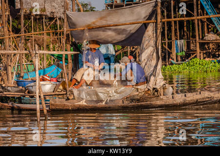 Ein Fischer Familie sammeln Fisch aus dem Netz im Dorf am Tonle Sap See, Kambodscha Stockfoto