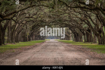 Unbefestigte Straße durch den Tunnel von lebenden Eichen in der Savanne Stockfoto
