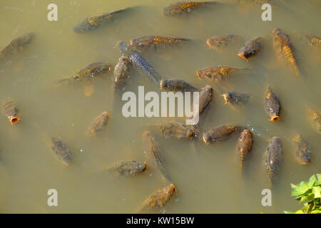 Fische Stockfoto