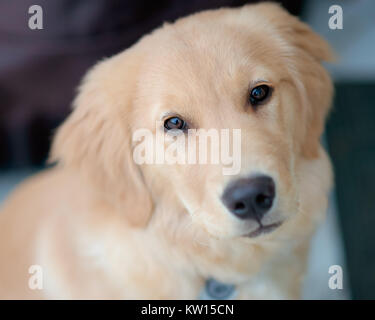 Gefühlvoller Schuss in den Kopf und Schultern Blick auf einen schönen, Golden Retriever in die Kamera schaut. Stockfoto