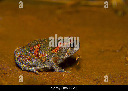 Sri Lankan lackiert Frosch, Kaloula taprobanica. Bangalore, Karnataka, Indien. Beschreibung: Dieser Frosch ist halb so groß wie die Erdkröte. Es ist Grau zu b Stockfoto