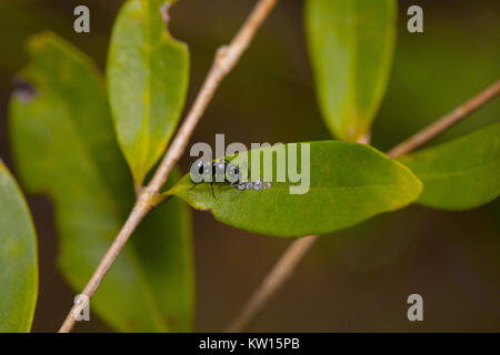 Prozession Ant, Leptogenys processionalis. Pondicherry, Tamil Nadu, Indien. Mit Blattläuse in symbiotischer Beziehung Ant. In diesem Bild Blattläuse, die süssen Stockfoto