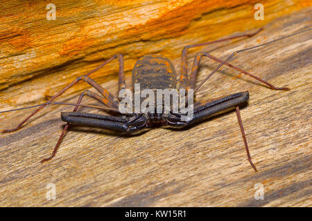 Schwanzlose Peitsche scorpion, Amblypygi. Pondicherry, Tamil Nadu, Indien Stockfoto