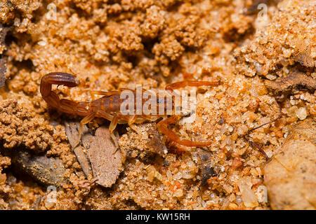 Scorpion sp, Tamil Nadu, Indien. Stockfoto