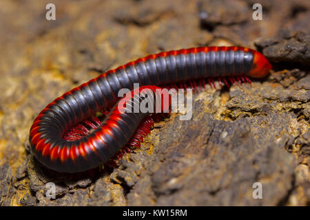 Red Tausendfüßler, Diplopoda Lage: - Pondicherry, Tamil Nadu, Indien Stockfoto