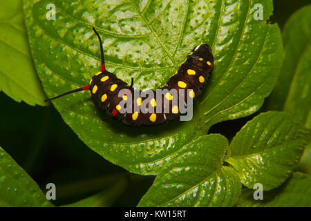 Schmetterling Raupe. Aarey Milk Colony, Mumbai, Maharashtra, Indien. Stockfoto