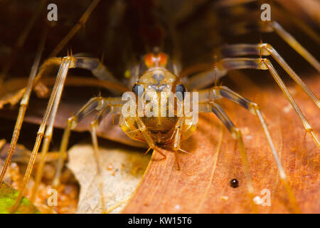 Langbeinige Tausendfüßler, Scutigera coleoptrata. Pondicherry, Tamil Nadu, Indien. Stockfoto