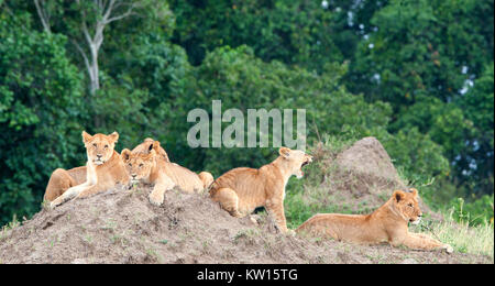 Gruppe von jungen Löwen auf dem Hügel. Der Löwe (Panthera leo nubica), wie die East African oder Massai Lion bekannt Stockfoto