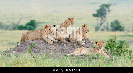 Gruppe von jungen Löwen auf dem Hügel. Der Löwe (Panthera leo nubica), wie die East African oder Massai Lion bekannt Stockfoto