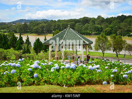 Dalat, Vietnam - 25.November 2017. Hortensie Blumen blühen im Park in Dalat, Vietnam. Da Lat ist auf der Langbian Plateau im südlichen pa entfernt Stockfoto