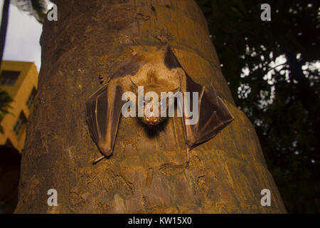 Indische Flying Fox bat, Pteropus giganteus. Bhavans College, Andheri West, Mumbai, Maharashtra, Indien Stockfoto