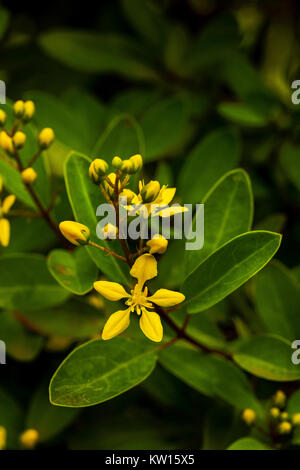 Gold dusche Pflanze, Thryallis hastata Kunte, Malphigiaceae, Pondicherry, Tamil Nadu, Indien. Stockfoto