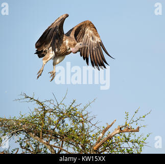 Fliegen Weiß-backed Vulture (Tylose in Africanus) Stockfoto