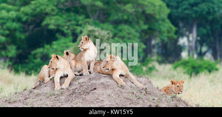 Gruppe von jungen Löwen auf dem Hügel. Der Löwe (Panthera leo nubica), wie die East African oder Massai Lion bekannt Stockfoto