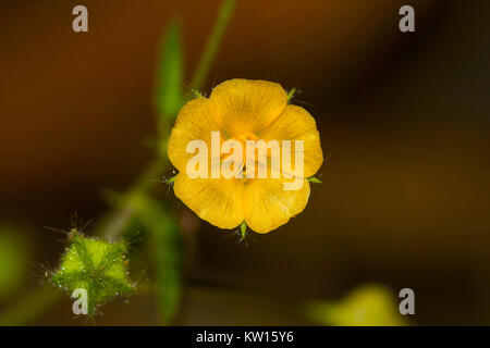 Heart-Leaf Sida, Sida cordata, Malvaceae, Bangalore, Karnataka, Indien. Stockfoto