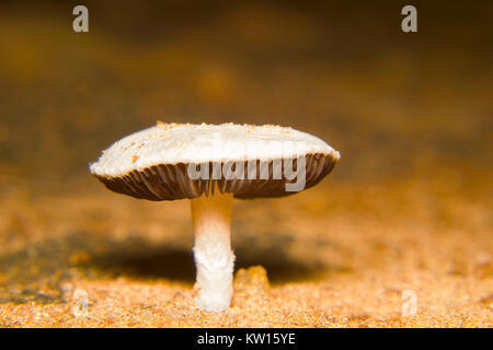 Pilz, Chlorophyllum sp. Agaricaceae. Bangalore, Karnataka, Indien. Stockfoto