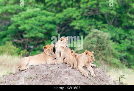 Gruppe von jungen Löwen auf dem Hügel. Der Löwe (Panthera leo nubica), wie die East African oder Massai Lion bekannt Stockfoto