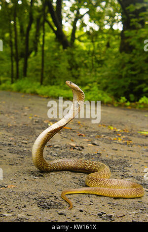 Spectacled Kobra, Naja naja. Elapidae. Aarey Kolonie, Mumbai, Maharashtra, Indien. Stockfoto