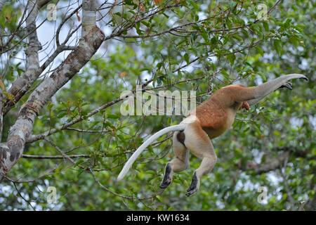 Springen auf einem Baum Proboscis Affen in der wilden grünen Regenwald auf Borneo. Die proboscis Affen (Nasalis larvatus) oder Spitzzange Affe, bekannt Stockfoto