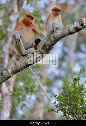 Eine weibliche proboscis Affen (Nasalis larvatus) mit einem Cub in einem natürlichen Lebensraum. Spitzzange Affe, als bekantan in Indonesien bekannt. Endemisch auf der Sou Stockfoto
