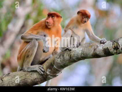 Eine weibliche proboscis Affen (Nasalis larvatus) mit einem Cub in einem natürlichen Lebensraum. Spitzzange Affe, als bekantan in Indonesien bekannt. Endemisch auf der Sou Stockfoto