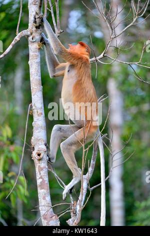 Springen auf einem Baum Proboscis Affen in der wilden grünen Regenwald auf Borneo. Die proboscis Affen (Nasalis larvatus) oder Spitzzange Affe, bekannt Stockfoto