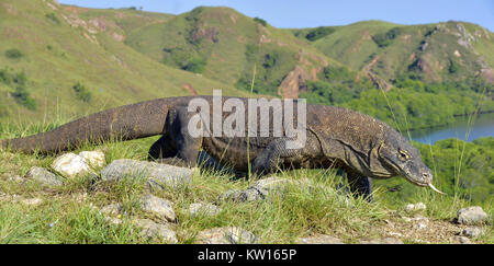 Komodo Waran (Varanus komodoensis) im natürlichen Lebensraum. Größte lebende Echse der Welt. Insel Rinca. Indonesien. Stockfoto