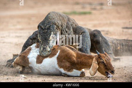 Der Drache Angriffe. Komodo Dragon Angriffe der Beute. Der Komodo Drachen, Varanus komodoensis, ist das größte lebende Echse der Welt. Auf der Insel Ri Stockfoto