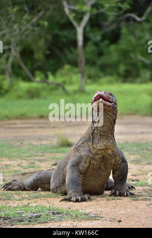 Die Komodo Waran (Varanus komodoensis) hob den Kopf und öffnete den Mund. Stockfoto