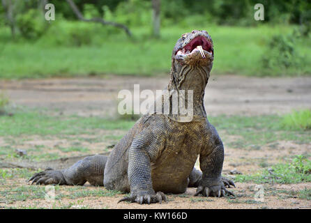 Die Komodo Waran (Varanus komodoensis) hob den Kopf und öffnete den Mund. Stockfoto