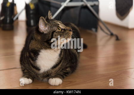 Eine schöne tabby Katze zur Festlegung wirklich entspannt zu Hause blitzte etwas mit weißen Pfoten und einem weißen Brust. Stockfoto