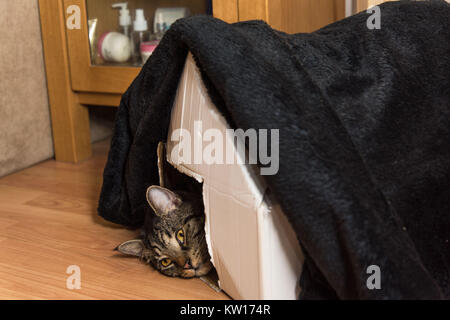 Eine schöne tabby Katze zur Festlegung wirklich zu Hause in einem Karton Katzenhaus mit einer Decke auf der Oberseite entspannt. Stockfoto