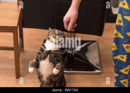 Ein tabby Katze mit weißen Pfoten und Brust stehend auf seinem Rücken Beine mit seine Zunge heraus und seltsame Ausdruck nuzzling Ein mans hand mit spongebob Schlafanzug. Stockfoto