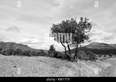 Einsamer Baum, der aus dem Berg Stockfoto