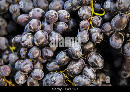 Rotweintrauben Hintergrund, dunklen Trauben, blau Weintrauben. Schwarze Traube Rosinen. kernlose Trauben Stockfoto