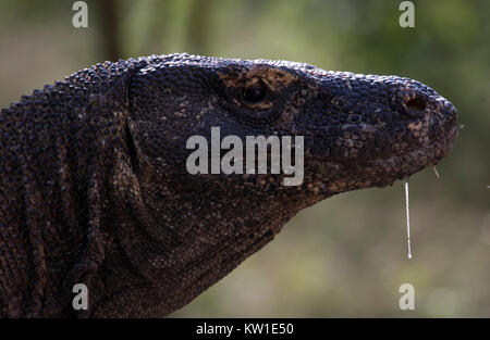 KOMODO WARAN (Varanus komodoensis), KOMODO NATIONAL PARK INDONESIEN Stockfoto