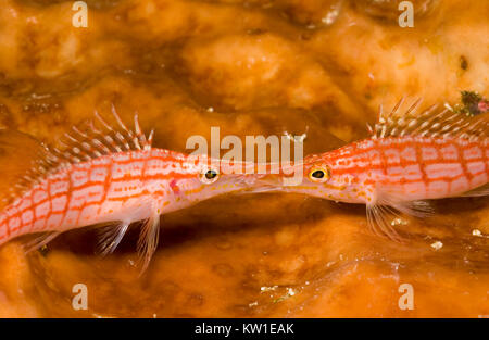 LONGNOSE FISCHFREUNDSCHAFTEN (Oxycirrhites typus) VERRIEGELUNG MUND Stockfoto