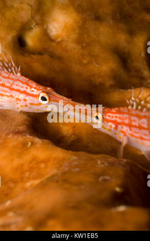 LONGNOSE FISCHFREUNDSCHAFTEN (Oxycirrhites typus) VERRIEGELUNG MUND Stockfoto